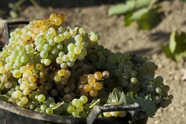 Gallery image 3e241919-0b89-4295-bd56-88f8a83d9b59